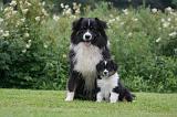BERGER AUSTRALIEN - ADULT & PUPPY 115